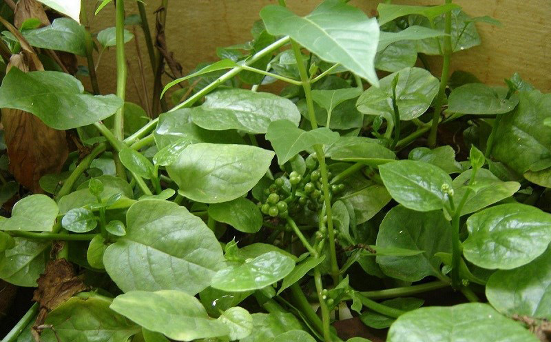 rau mùng tơi