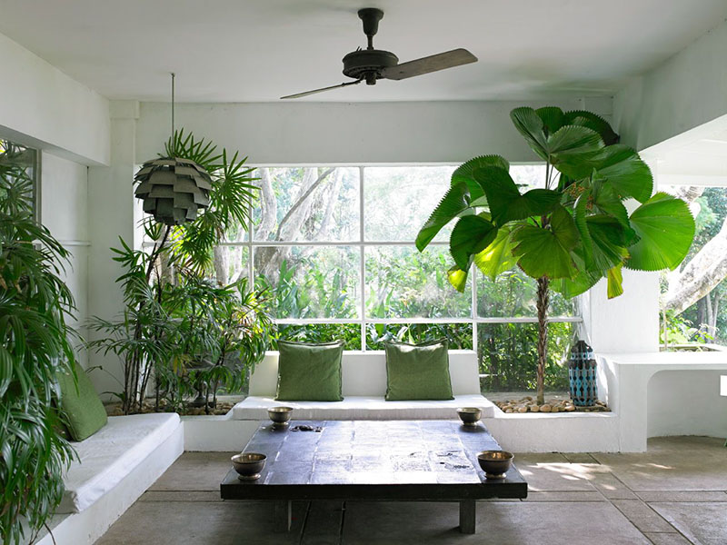 lọc không khí bằng cây xanh